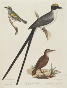 Tyran des savanes, fourmilier des montagnes Rocheuses et paruline à ailes dorées femelle
