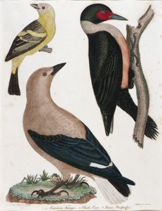 Tangara de Louisiane, corneille de Clark, pic de Lewis