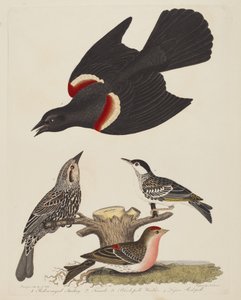 Étourneau à ailes rouges, femelle étourneau à ailes rouges, paruline à calotte noire et moindre..., pub. 1808-1814 - Alexander Lawson