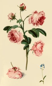 Rosa Provincialis et Myosotis