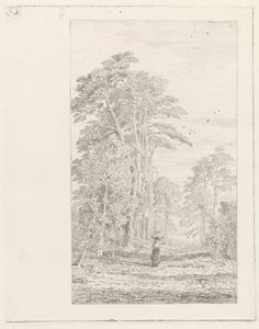 Allée de pins - Alexander Mollinger