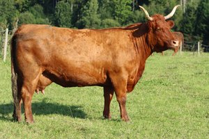 La vache dans le pré