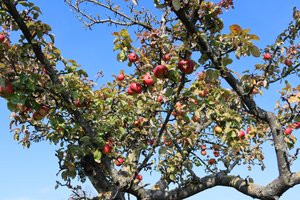fruits rouges