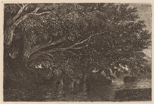 Arbres surplombant un étang