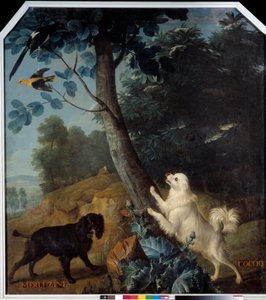 Merluzine et Cocoq, les chiens de Louis XIV (1638-1715) - Alexandre Francois Desportes