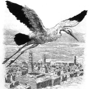 Une cigogne survolant un village nord-africain