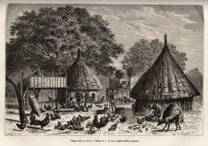 Village Diour en hiver (Soudan) et activités quotidiennes des habitants au milieu des animaux élevés par la communauté, gravure d