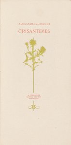 Chrysanthèmes