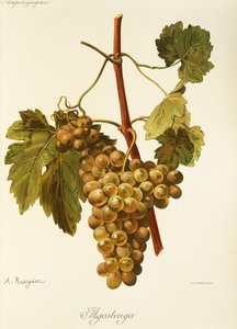 Agostenga - Alexis Kreyder