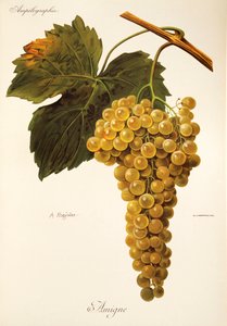 Raisin Amigne par A. Kreyder