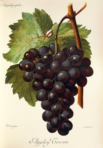 Raisin Appley Towers. Illustration par A. Kreyder, Pessione, de Traité Général de Viticulture. Ampélographie