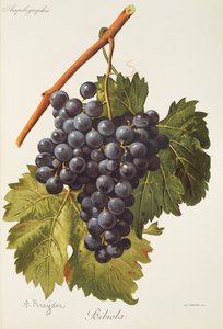 Raisin Bibiola - Alexis Kreyder