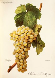 Blanc du Valdigne