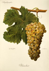 Raisin Blanchier par A. Kreyder