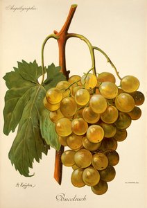 Raisin Buccleuch par A. Kreyder