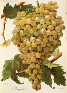 Raisin Diagalves par A. Kreyder