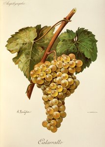 Raisin Fiano par A. Kreyder