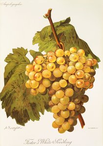 Raisin Foster