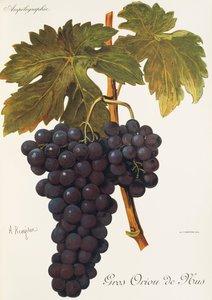 Raisin Gros Oriou de Mus - Alexis Kreyder