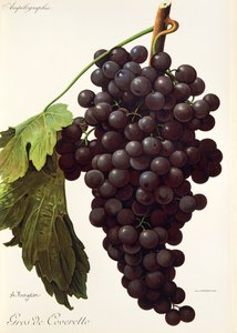 Raisin Gros de Coveretto - Alexis Kreyder