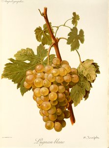 Lignan Blanc - Alexis Kreyder