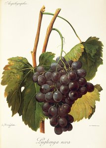 Raisin Luglienga Nera - Alexis Kreyder