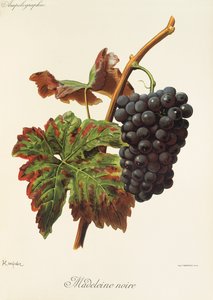 Raisin Madeleine Noire