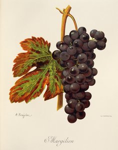 Margilien