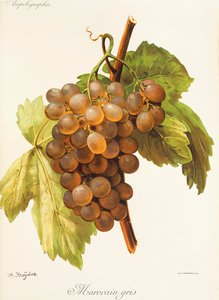 Marocain Gris - Alexis Kreyder