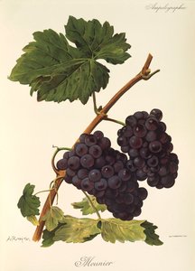 Raisin Meunier - Alexis Kreyder