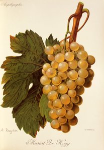 Muscat Dr. Hogg - Alexis Kreyder