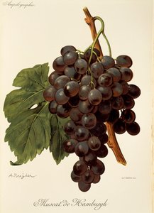 Muscat de Hamburgh