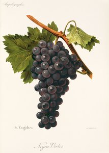 Raisin Negru Vertos - Alexis Kreyder
