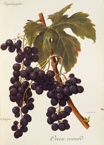 Raisin Oriou Voirard