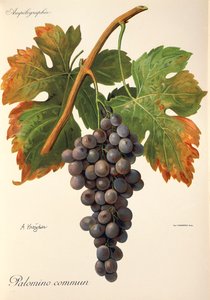 Raisin Palomino Commun par A. Kreyder