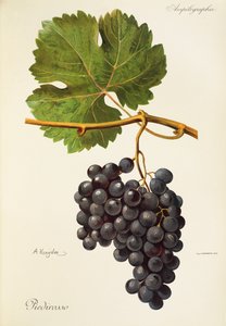 Raisin Piedirosso par A. Kreyder