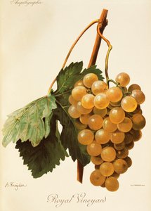 Royal Vineyard - Alexis Kreyder