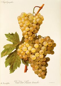 Van der Laan Traube - Alexis Kreyder