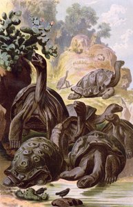 Tortues Géantes des Îles Galápagos, d