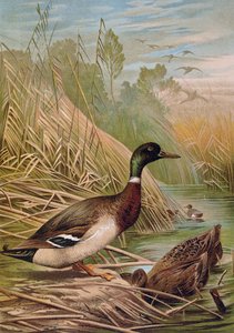 Canards colverts, illustration d