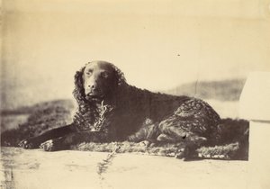 Pierre