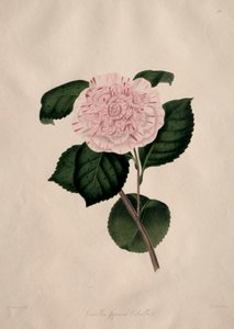 Illustrations et descriptions de...l