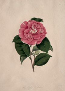 Illustrations et descriptions de...l
