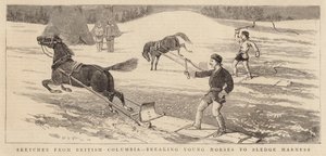 Croquis de la Colombie-Britannique, dressage des jeunes chevaux au harnais de traîneau - Alfred Chantrey Corbould