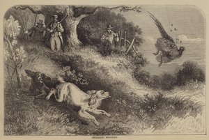 Chasse au faisan