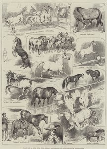 Que peut-on faire avec des chevaux sauvages, croquis à l