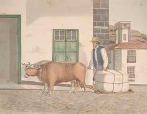 Traîneau à bœufs pour le transport de marchandises
