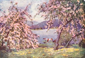 District des Lacs : Esthwaite Water, fleurs de pommier - Alfred Heaton Cooper