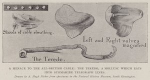 Une menace pour le câble tout britannique, le Teredo, un mollusque qui ronge les lignes télégraphiques sous-marines - Alfred Hugh Fisher