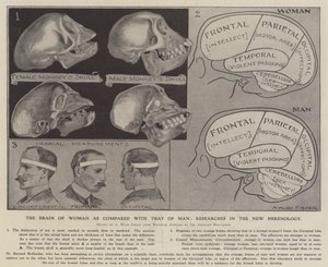 Le cerveau de la femme comparé à celui de l